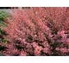Барбарис  Тунберга Роуз Глоу (Rose Glow) С2